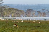 Gazelle and flamingos at Lake Nakuru in flood - Kenya