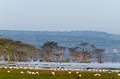 Lesser flamingos at Lake Nakuru in flood - Kenya