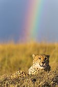 Cheetah in the savannah and rainbow sky - Masai Mara Kenya