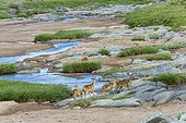 Reduncas au bord de la rivière Sand - Masaï Mara Kenya