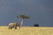 Eléphant d'Afrique marchant dans la savane - Masaï Mara