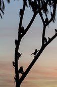 Olive baboons in the dormitory at sunset - Samburu Kenya 