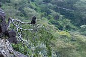 Olive baboon male on a branch - Lake Nakuru Kenya ; Baboon Cliff