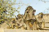 Chacma baboon grooming - Chobe Botswana