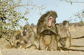 Male Chacma baboon yawning - Chobe Botswana
