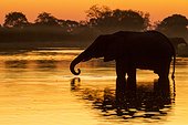 African elephant drinking at sunset - Khwai River Botswana