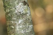 Lichen Running Spider on the trunk of Hornbeam - France 
