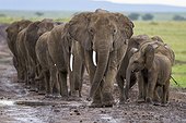 Herd of African elephants with young 