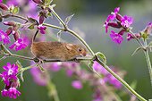Harvest Mouse perched on Red Campion in summer - GB