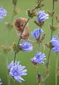 Harvest Mouse perched on wild flowers in summer - GB