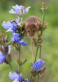 Harvest Mouse perched on wild flowers in summer - GB