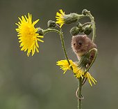 Harvest Mouse perched on wild flowers in summer - GB