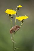 Harvest Mouse perched on wild flowers in summer - GB