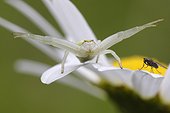 Goldenrod Spider on the look of a Fly on an Oxeyedaisy