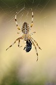 Cross orbweaver with prey on his web - France 