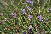 Opilione on Heather in bloom - France 