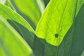 Opilion on Gentian leaf - France 