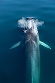 Fin whale surfacing - Gulf of California