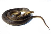 Aesculapian snake on white background ; Controlled conditions
