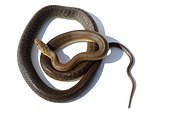 Aesculapian snake on white background ; Controlled conditions