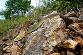 Aesculapian snake on rock - France ; Controlled conditions
