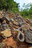 Aesculapian snake on rocks - France ; Controlled conditions