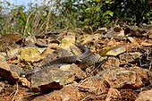 Aesculapian snake on rocks - France ; Controlled conditions