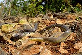 Aesculapian snake on rocks - France ; Controlled conditions
