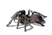 Horned Birdspider on white background