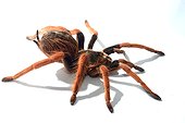 Columbian red-leg tarentula on white background