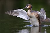 Great Crested Grebe flapping wings on water - Luxemburg 