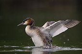 Great Crested Grebe flapping wings on water - Luxemburg 