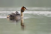 Great Crested Grebe carrying her young on water - Luxemburg