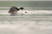 Great Crested Grebe snorting and young on water - Luxembourg