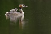 Great Crested Grebe carrying her young on her back - Luxemburg