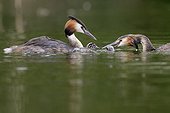 Great crested grebes feeding their young on water - Luxemburg