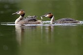 Great Crested Grebe feeding its young on water - Luxemburg