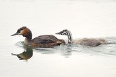 Great Crested Grebe and young begging on water - Luxemburg