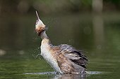 Great Crested Grebe snorting on water - Luxemburg