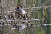 Great Crested Grebe brooding at nest - Luxemburg