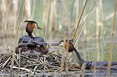 Feeding Great Crested Grebe brooding at nest - Luxemburg