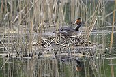 Great Crested Grebe at nest feeding a young - Luxemburg