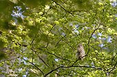 Young Tawny Owl on a branch - Luxemburg  ; the day after the release of the nest