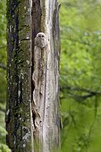 Young Tawny Owl on an old tree - Luxemburg 