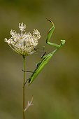 Praying mantis on the lookout on Umbel - France. Calcareous grassland
