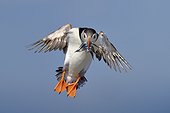 Atlantic Puffin in fligh with the bill charged with Sandeels