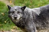 Portrait of Timber wolf - Park Ste Croix France ; Animal Park of Sainte-Croix