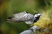 Pied Wagtail stretching - Alsace France