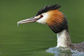 Portrait of Great Crested Grebe with a fry in the beak - France