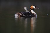 Great Crested Grebe carrying her young on her back - France